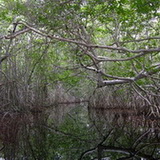 Celestun - Mangrove